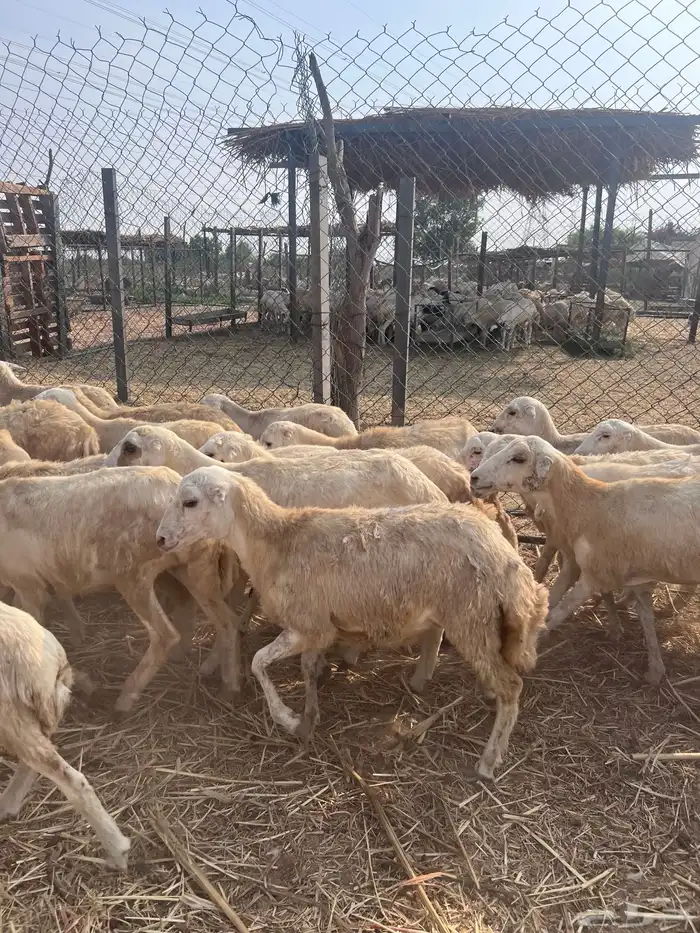 رخال رفيدي من 650 4