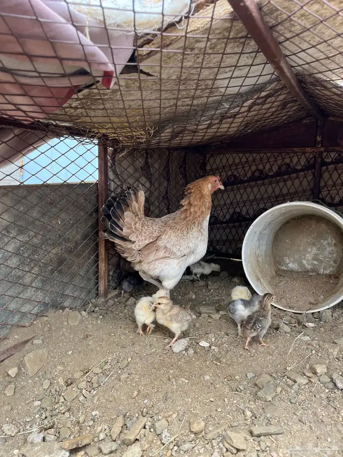 دجاجه بلديه عليها 7 فروخ 0