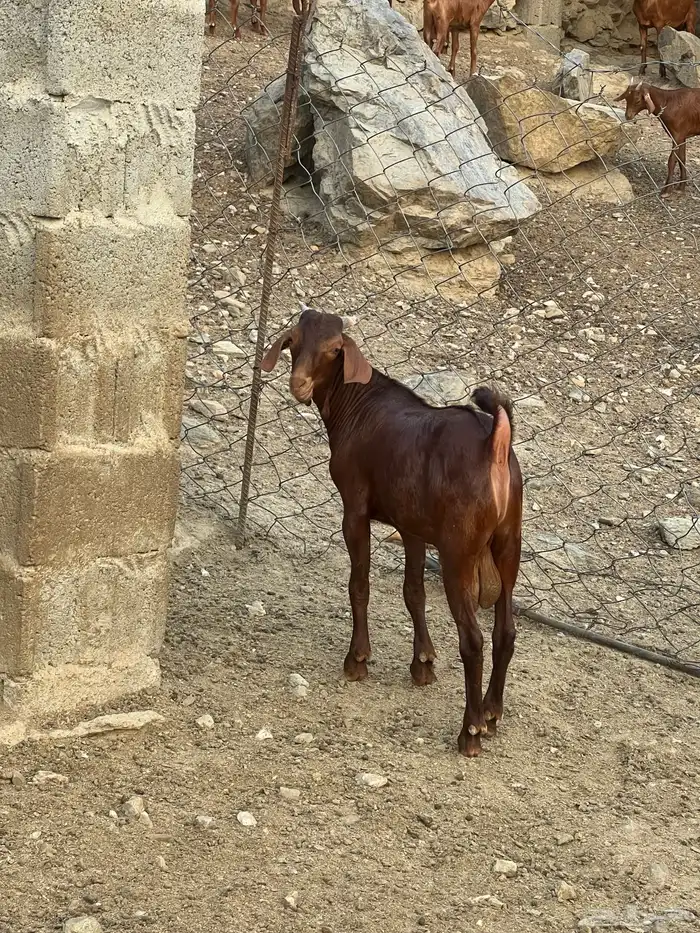 مشروع فحل فاخر 0