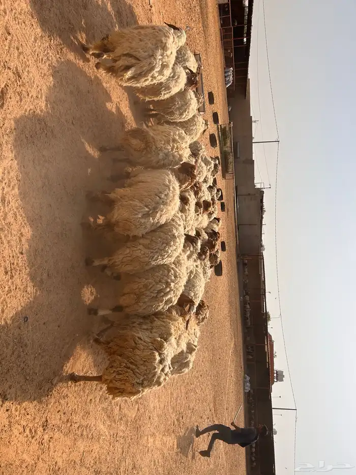 غنم نعيمي 5