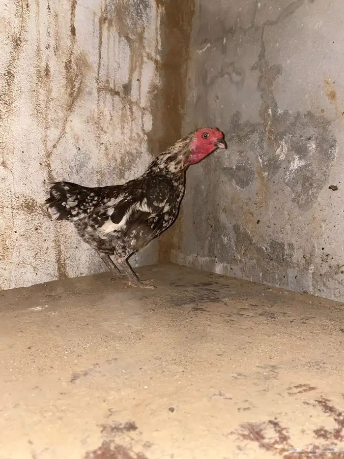 دجاجه كوشامو للبيع 1
