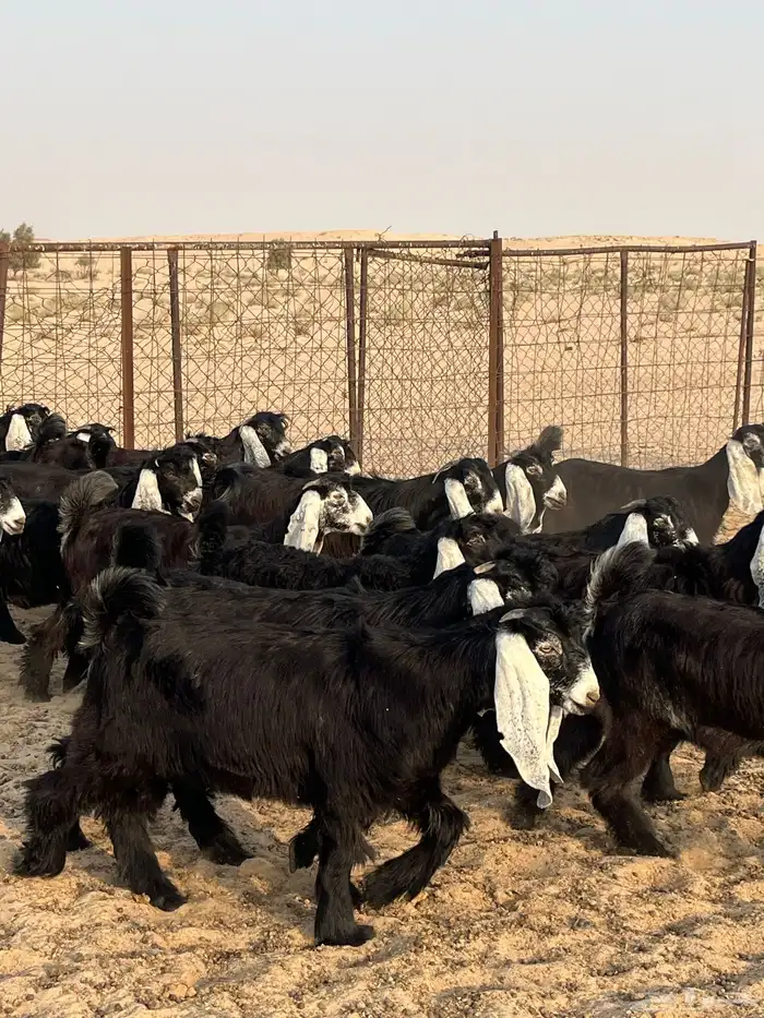 تم البيع 4