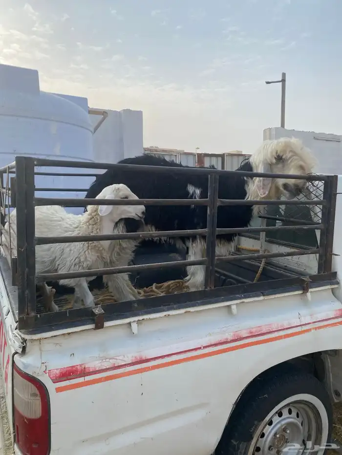 خروف نجدي توه ثنى و تيوس عوارض و خروف حري 15