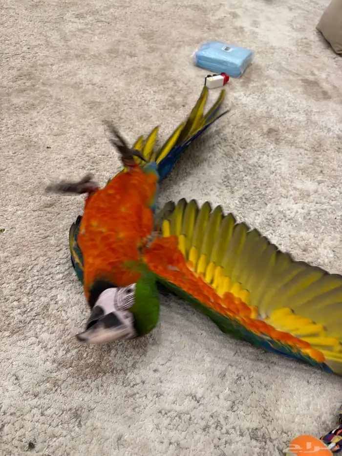 ببغاء هارلي كوين 4