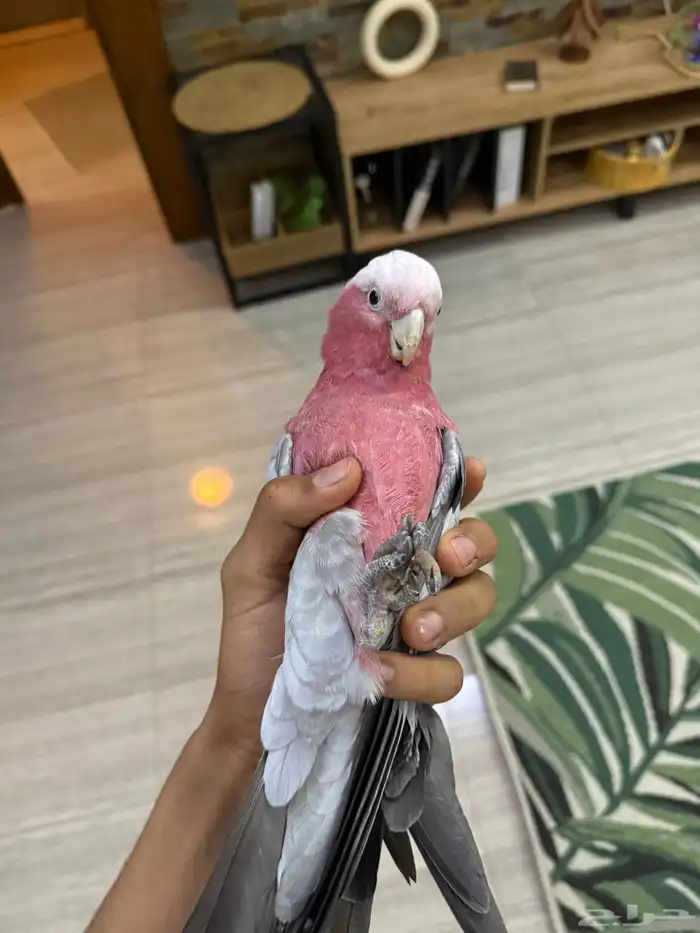 كوكاتو قالا 3