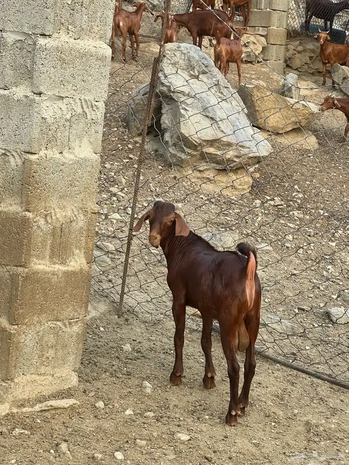 مشروع فحل فاخر 2