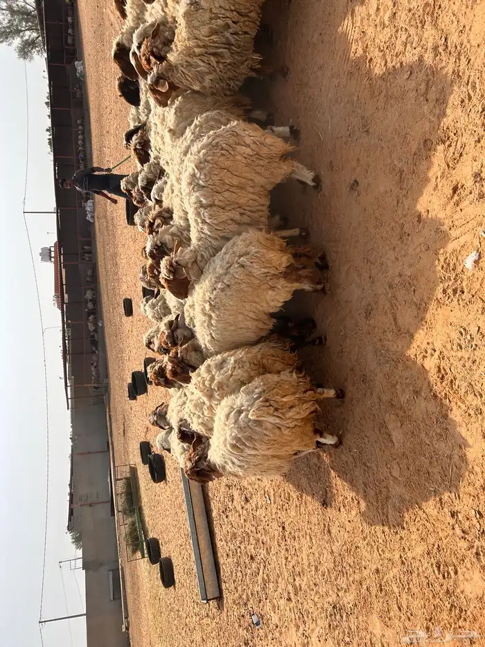 غنم نعيمي 1