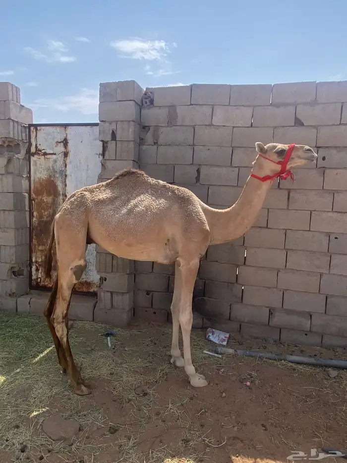 قعود مهجن 0
