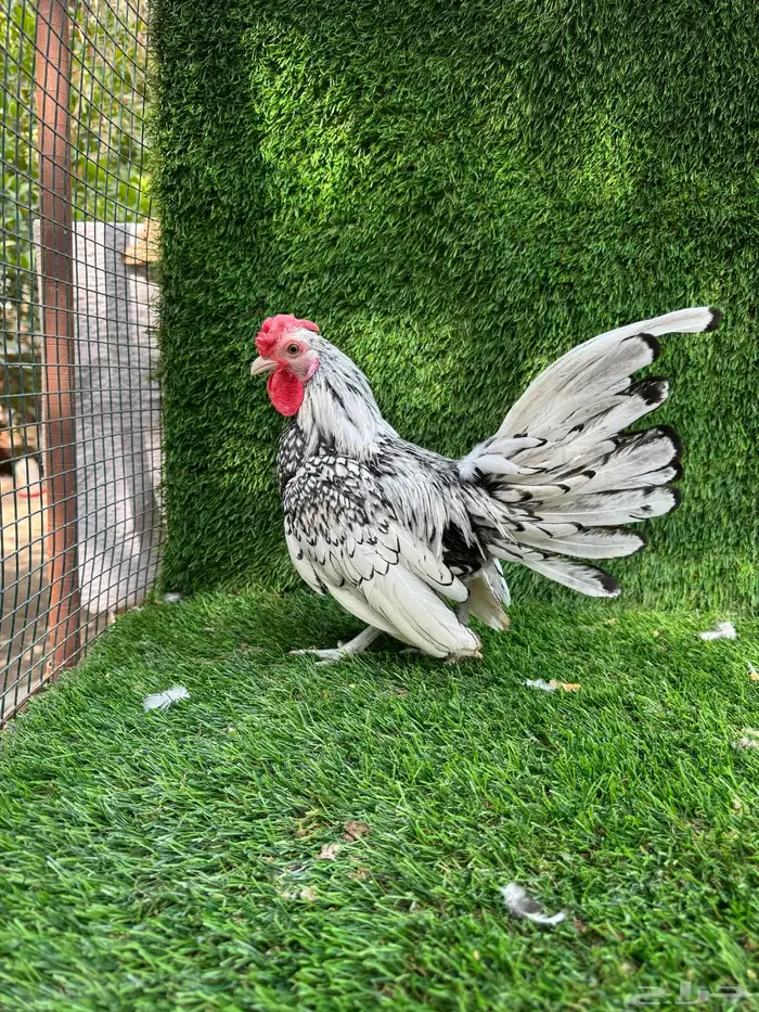 للبيع دجاج زينه 2