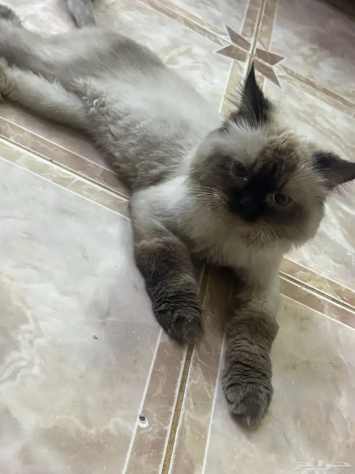 قطه للبيع هملايا 2