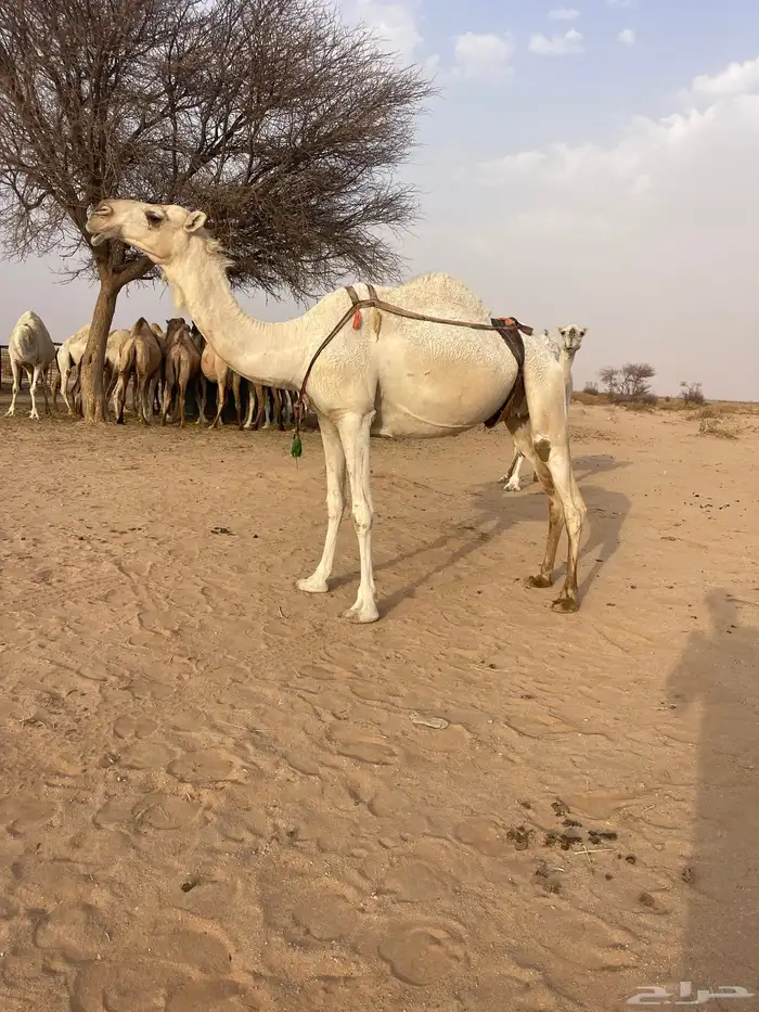 عشرا مبيوع حاشيها 0