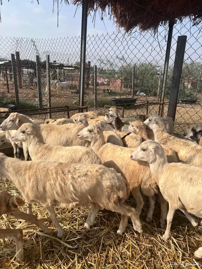 رخال رفيدي من 650 8