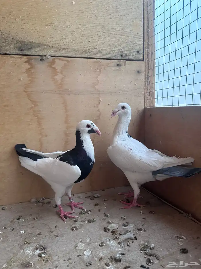 حمام سوري 0