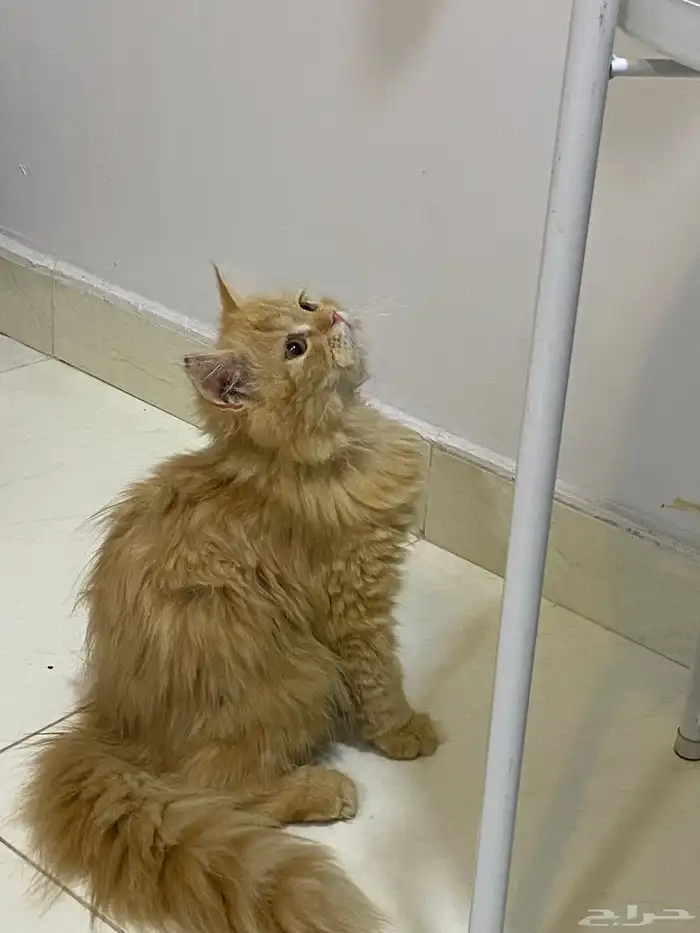 قط لتبنى مع اكله ضروري 0