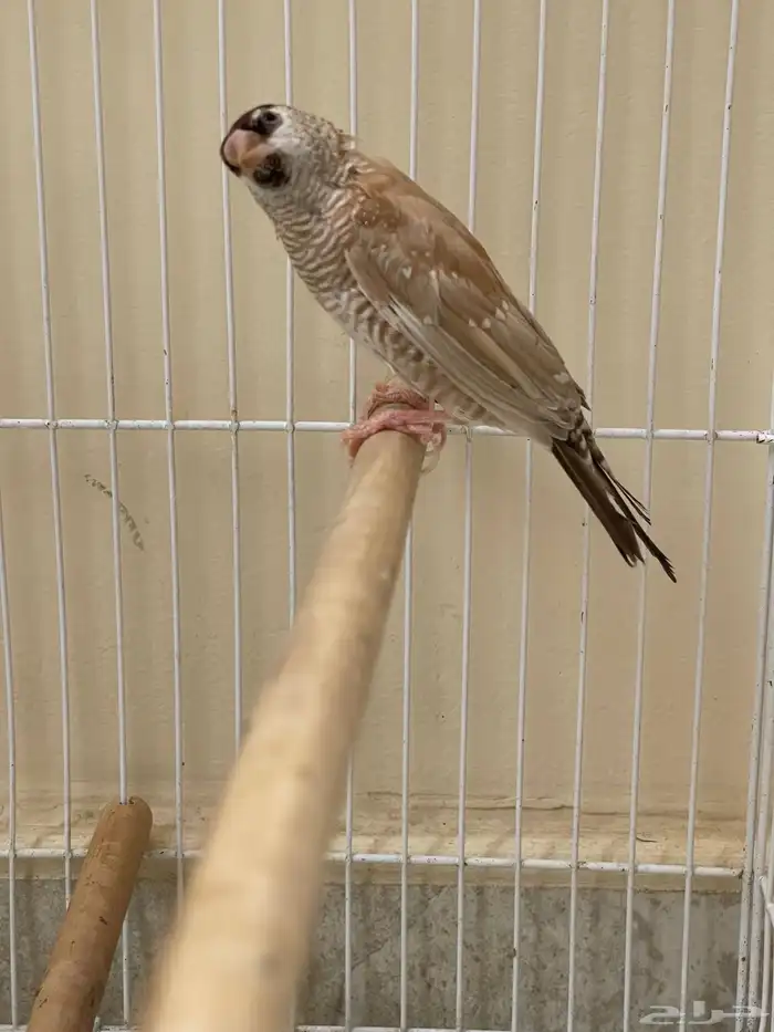 شيري فنش طفرة ( تم البيع ) 1