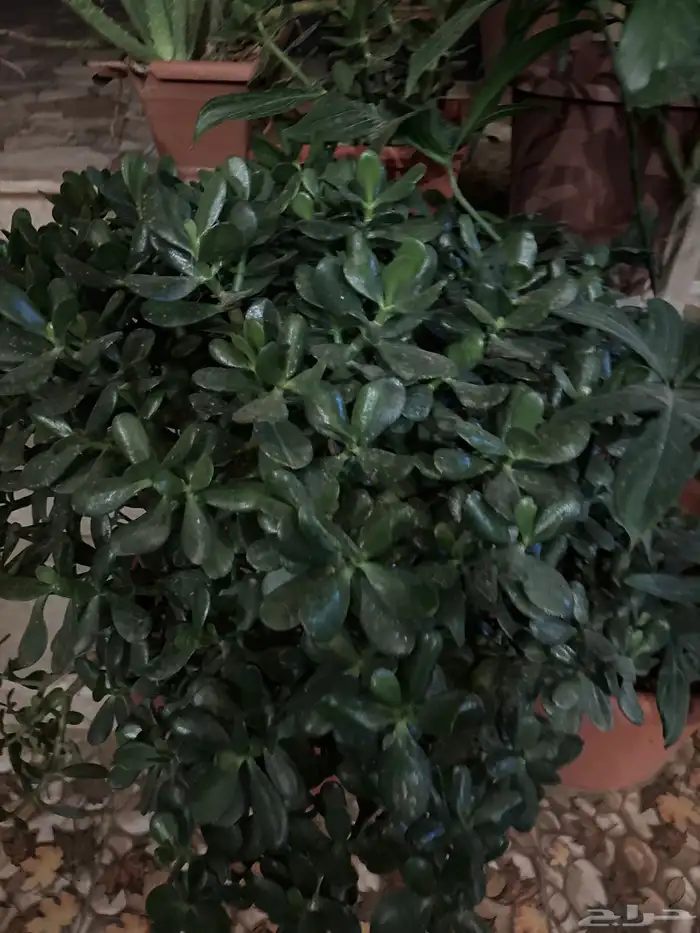 اشجار زينة صبارات 1
