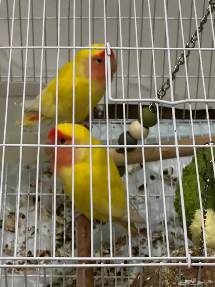 ببغاء روز للبيع 0