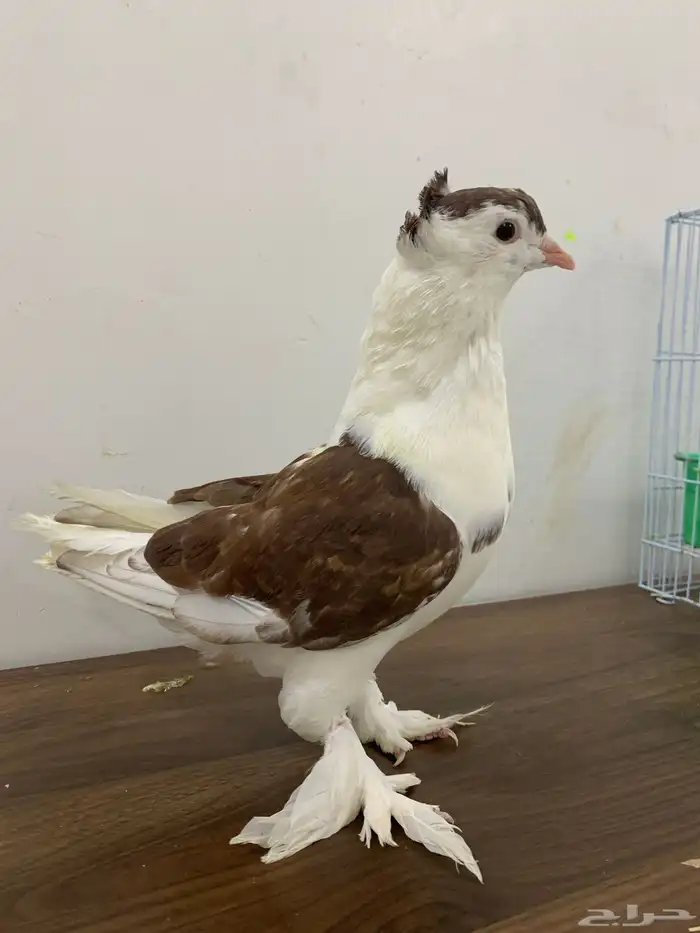 حمام زوج شيرازي 1