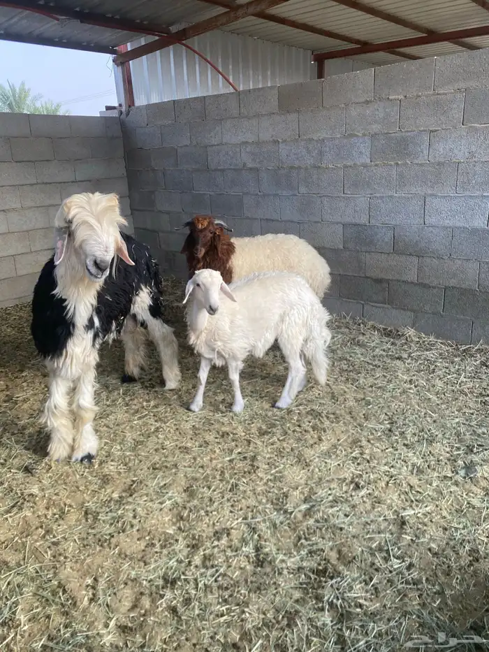 خروف نجدي توه ثنى و تيوس عوارض و خروف حري 3