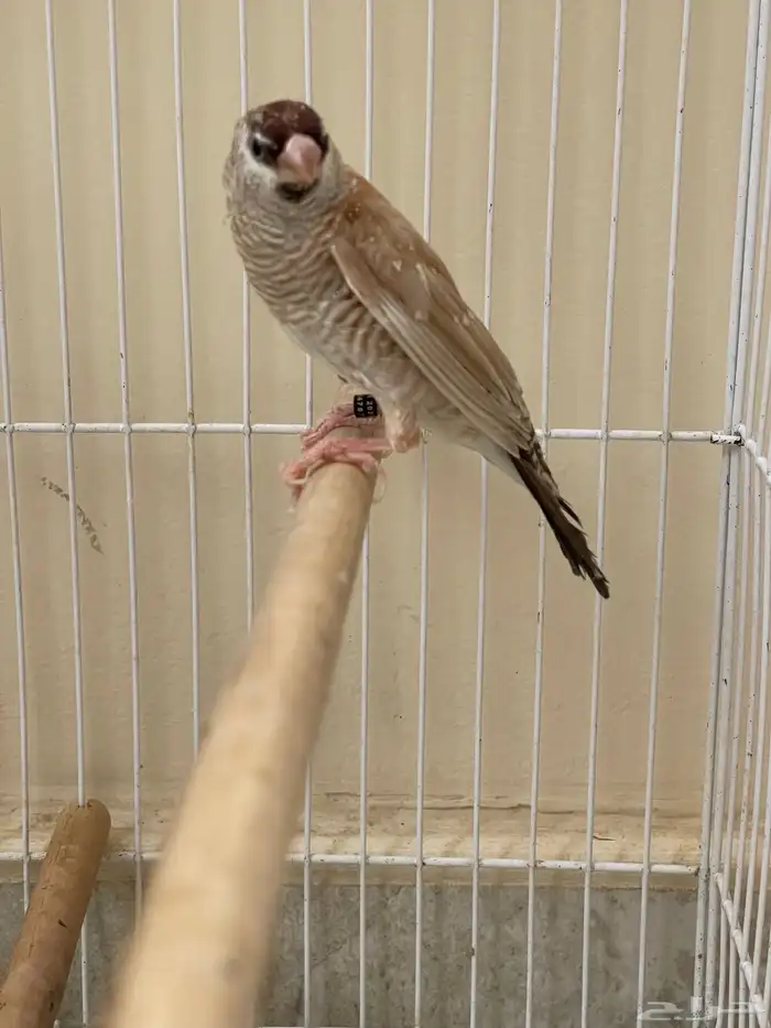 شيري فنش طفرة ( تم البيع ) 3