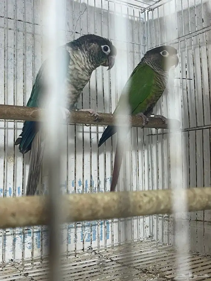 جوز كنيور بفروخه ( تم البيع ) 2