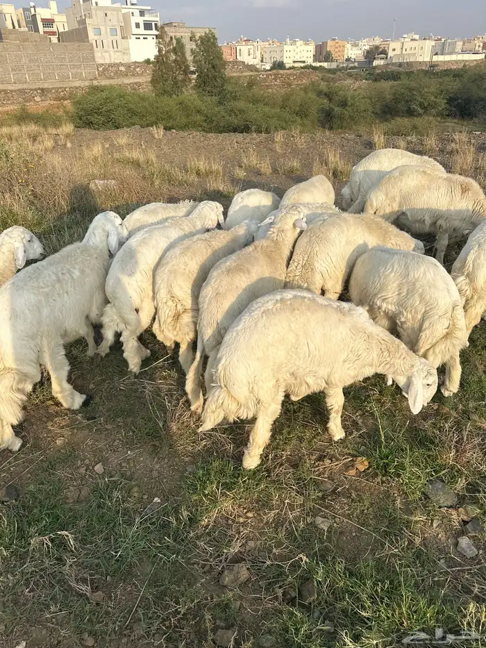 خرفان جبرات و سمان 1