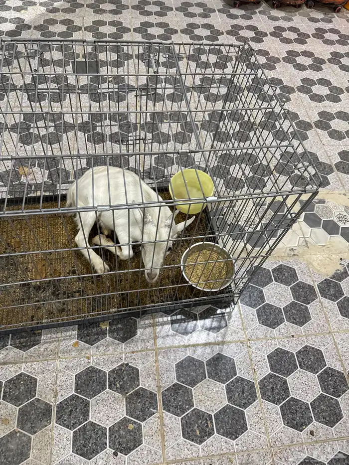 للبيع ماعز 4