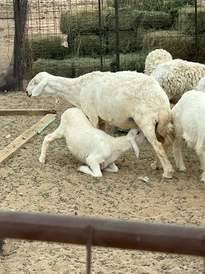 شاه حريه والد 6