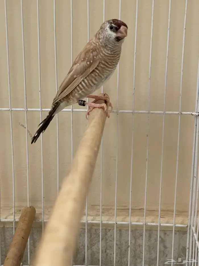 شيري فنش طفرة ( تم البيع ) 0