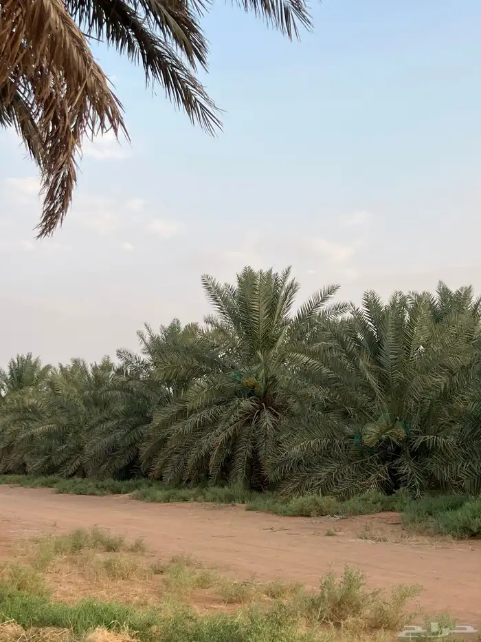 نخل جثايث خلاص العدد ألف نخلة 2
