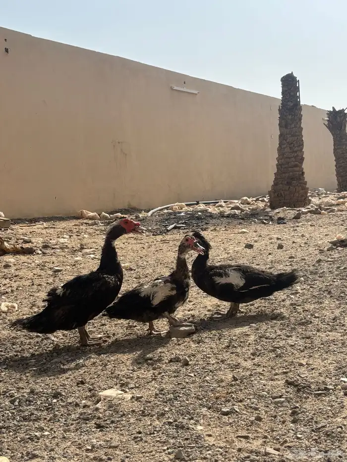 للبيع بط مسكوفي 2