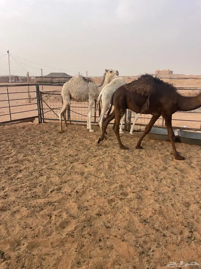 حشو قصب 2