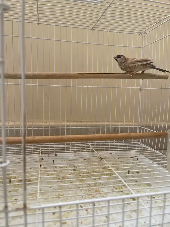 شيري فنش طفرة ( تم البيع ) 8