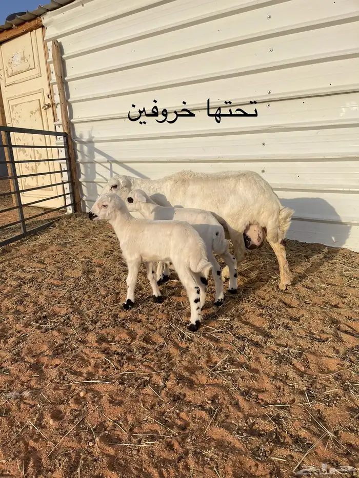 رفيديات متابيع برماح 8