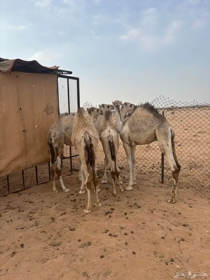 3قعدان وبكره طايشه شحم للبيع 7