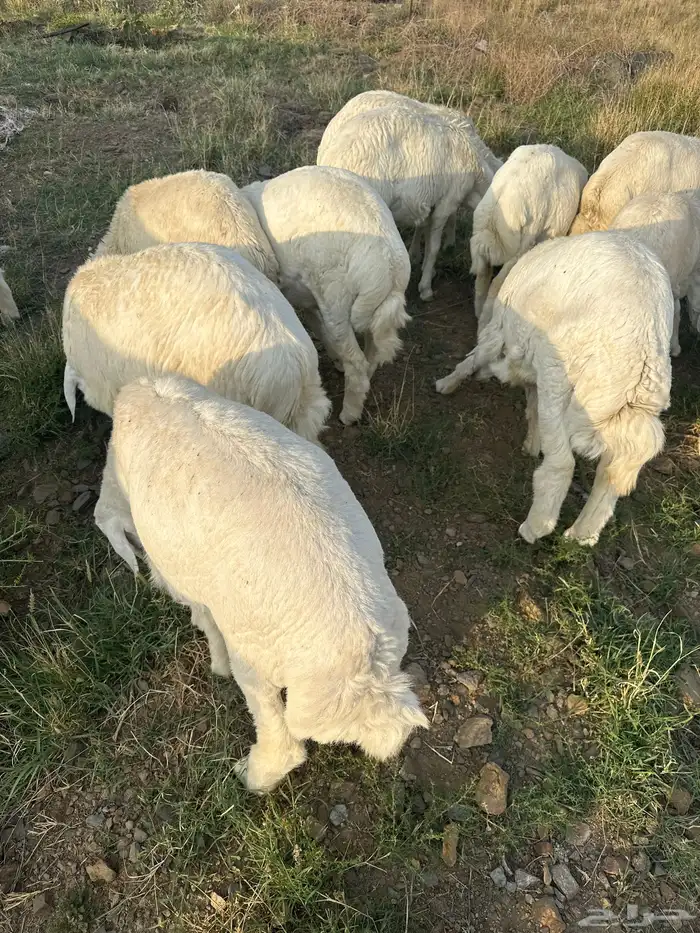 خرفان جبرات و سمان 0