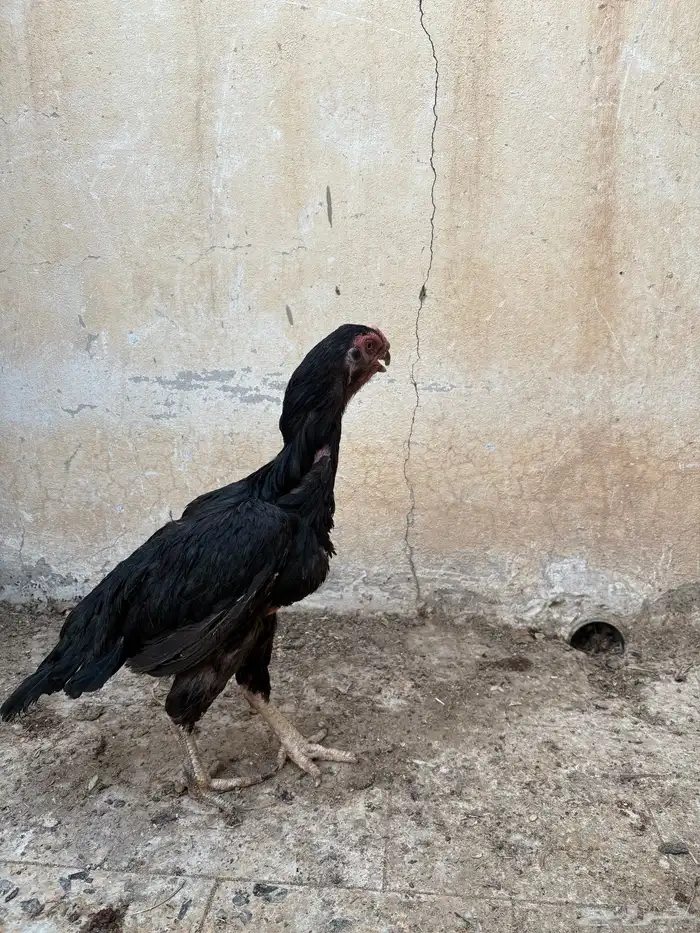 للبيع دجاجه وديك جاوي اصل 2