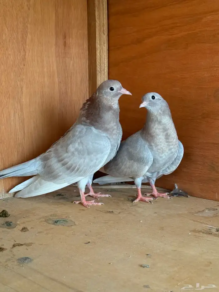 زوج طبات حمام صنعاني 3