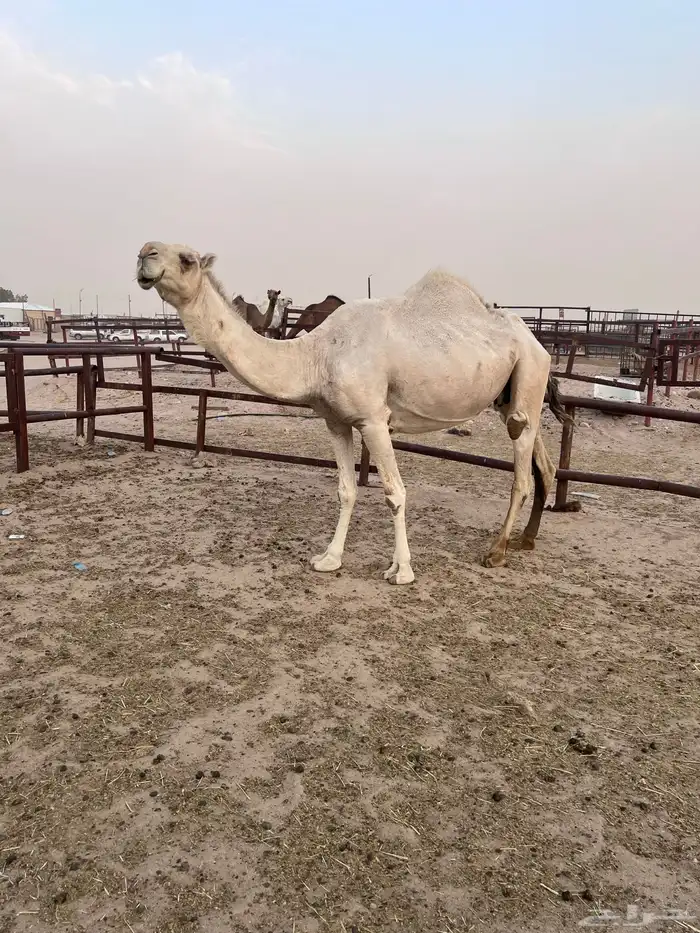 لقحه ولقيه 3