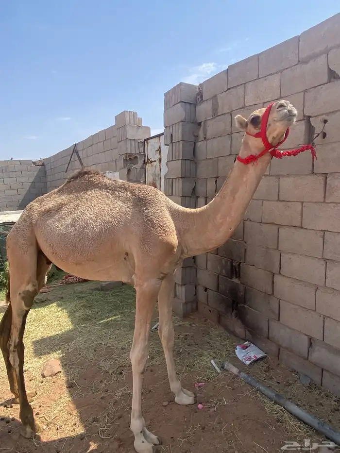 قعود مهجن 2