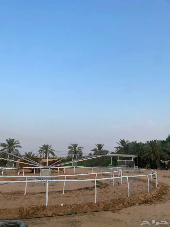 ايواء الخيل داخل بريدة 5