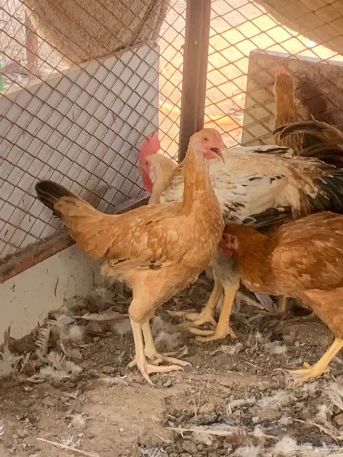 للبيع دجاج تركي 1