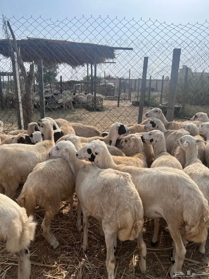 رخال رفيدي من 650 0