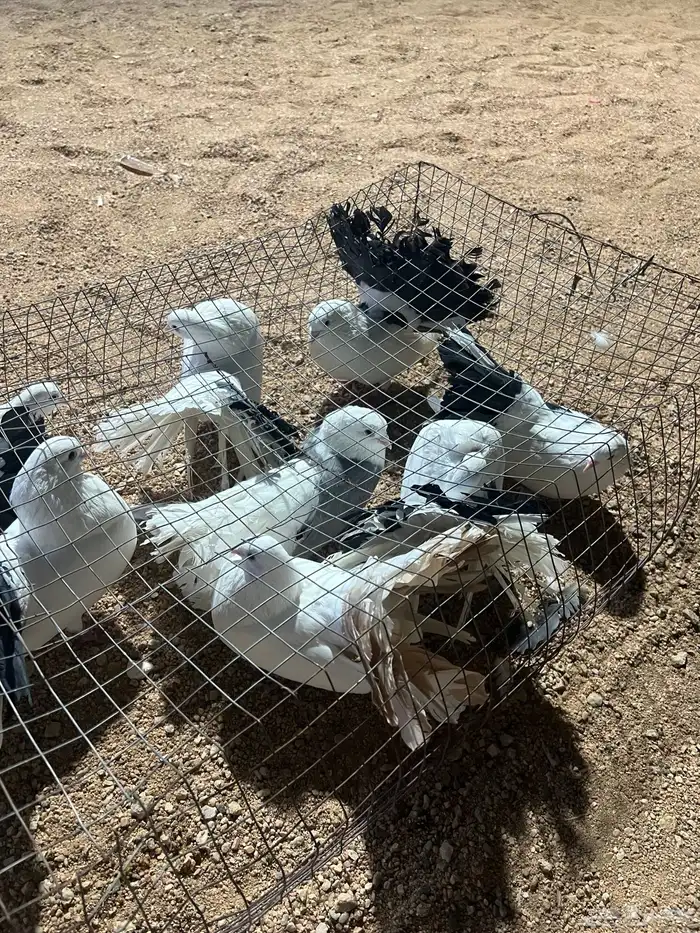 حمام رقاص فااخرر 9