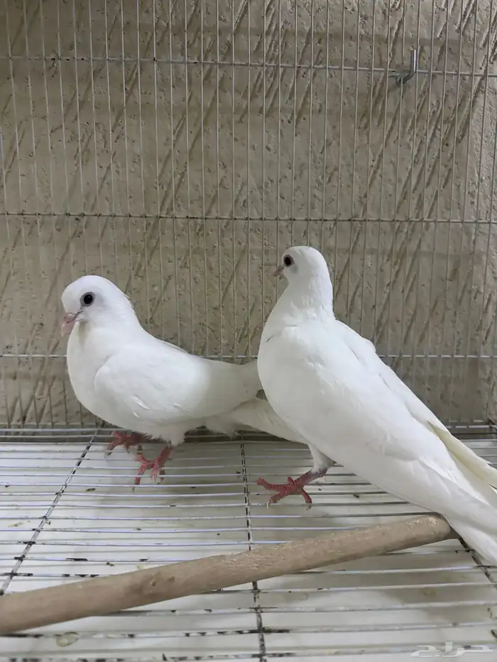 للبيع جوز حمام النوع صنعاوي ابوشيبه حجم صغير 3