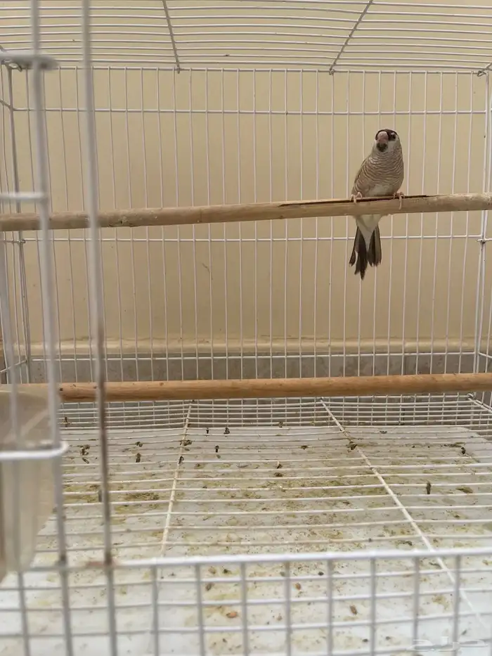 شيري فنش طفرة ( تم البيع ) 5