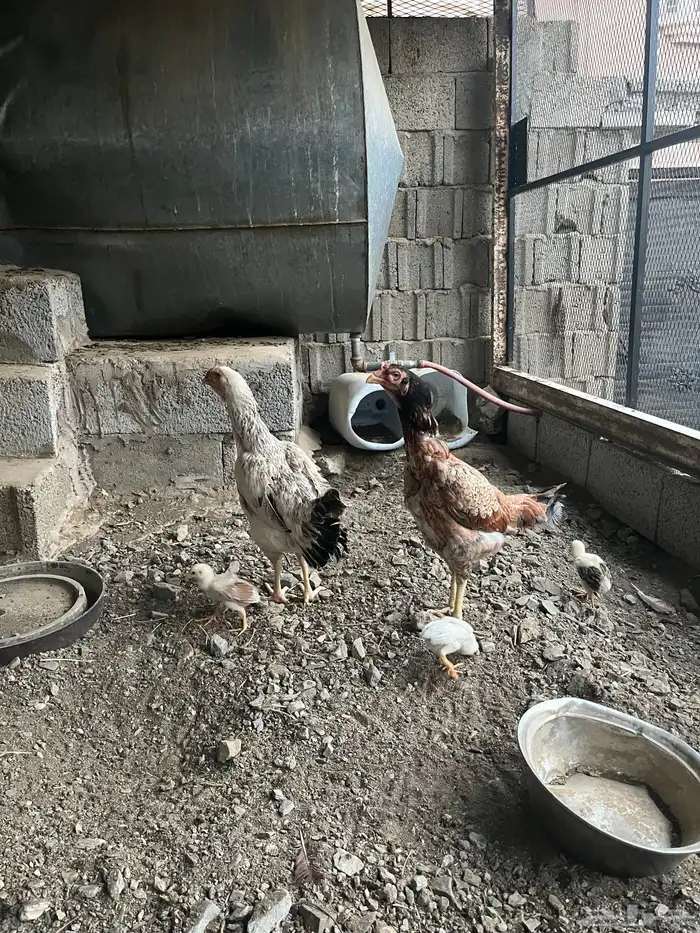 دجاج باكستاني 3