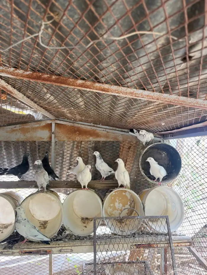 حمام بلدي 3