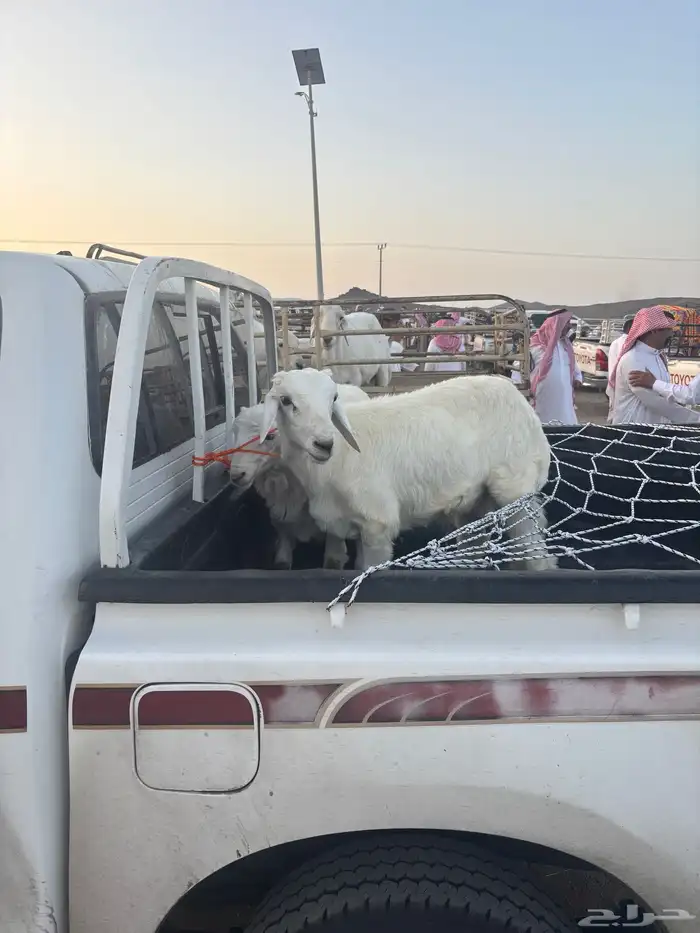 طليين كفوو إعماره على 5اشهور 1