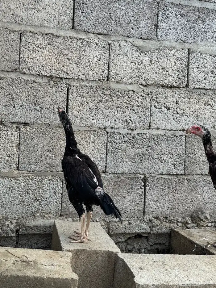 فروخ سنود 4